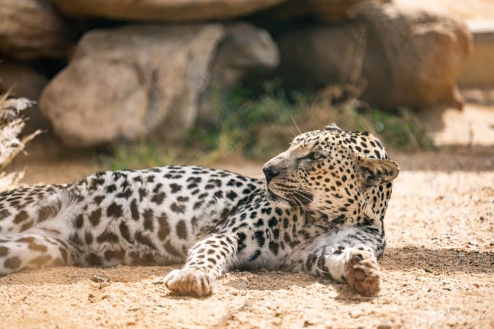 Arabian Leopard