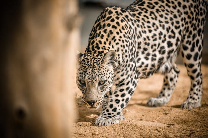 النمر العربي