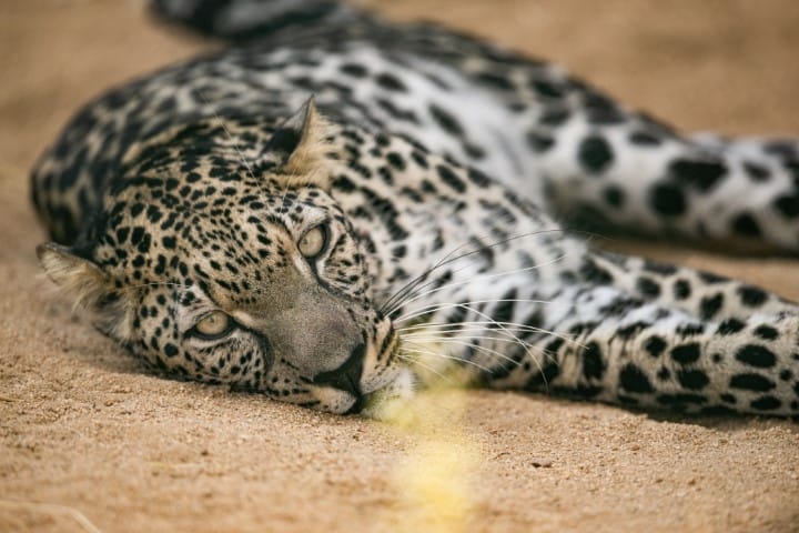 Arabian Leopard 