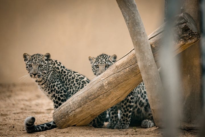 Arabian Leopard