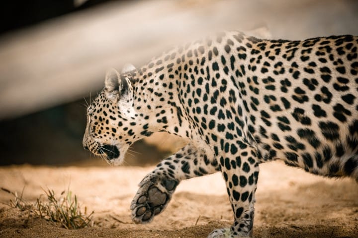 Arabian Leopard