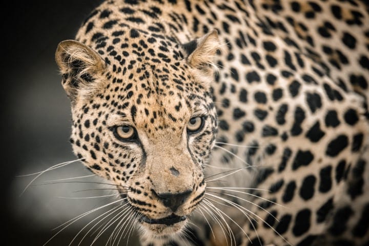 Arabian Leopard 