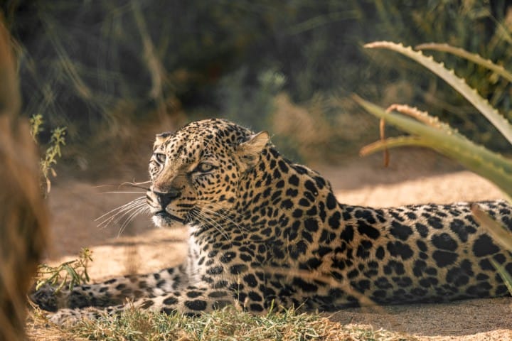 Arabian Leopard