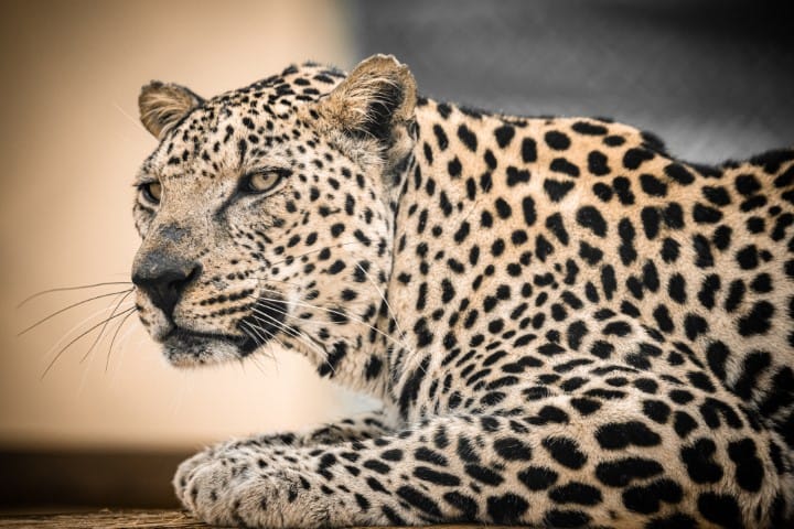 Arabian Leopard