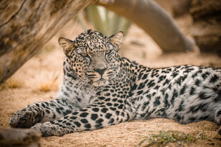 Arabian Leopard