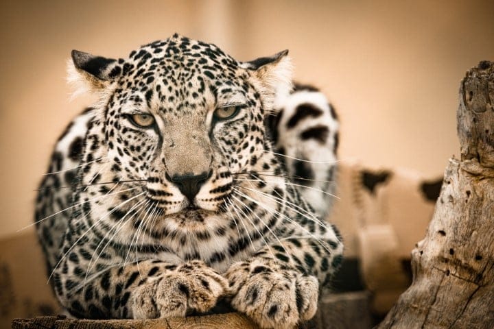 Arabian Leopard