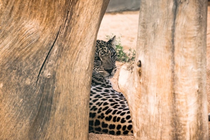 Arabian Leopard