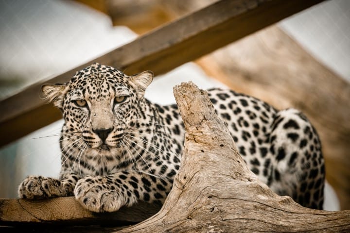 Arabian Leopard